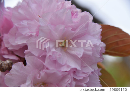 Yaezakura(Sekiyama) Yaezakura(Sekiyama) 39809150