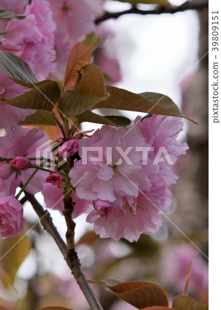 Yaezakura(Sekiyama) Yaezakura(Sekiyama) 39809151