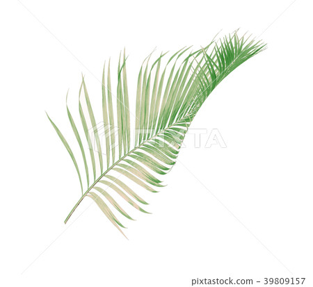 green palm leaf from tropical . frond floral green palm leaf from tropical . frond floral 39809157