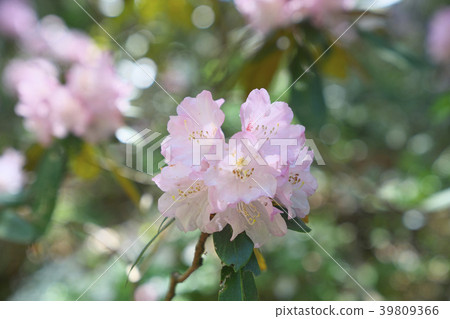 Rhododendron Rhododendron 39809366