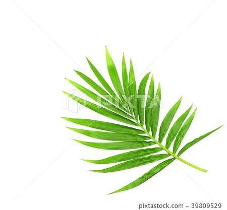green leaf of palm tree isolated on white green leaf of palm tree isolated on white 39809529