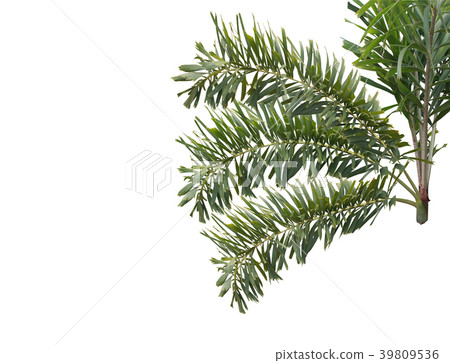 green foxtail palm leaf tree isolated on white green foxtail palm leaf tree isolated on white 39809536