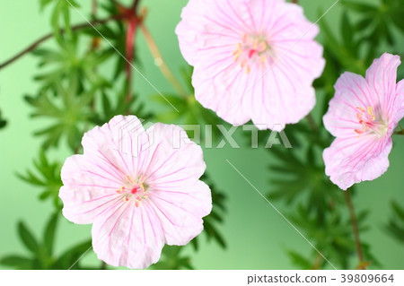 Fuurosou Fuurosou 39809664