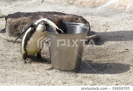 Pinguin is being fed 39809705