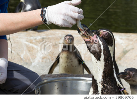 Pinguin is being fed 39809706