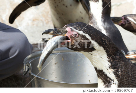 Pinguin is being fed 39809707