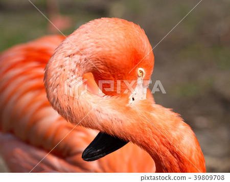Pink flamingo close-up 39809708