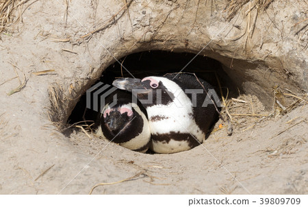 African Penguin in a nest 39809709