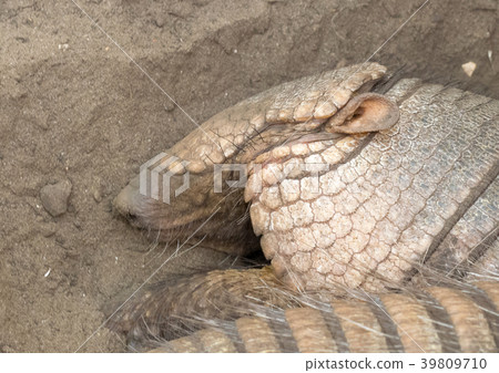 Sleeping armadillo (Chaetophractus villosus) 39809710