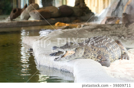 Closeup of a crocodile 39809711