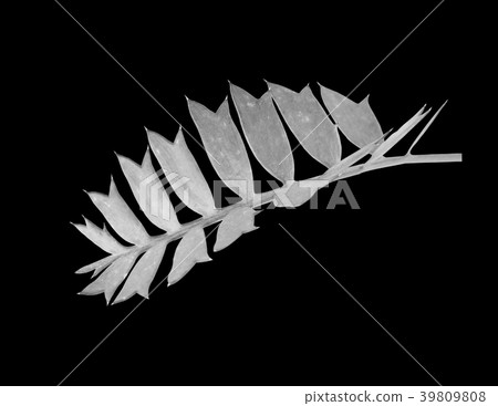 green palm leaf isolated on white background 39809808