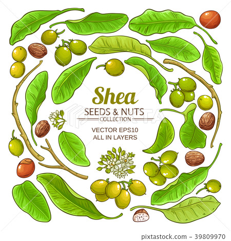 shea elements vector set 39809970