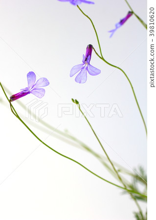 半邊蓮 半邊蓮 39810620