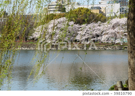 在大阪城公園的櫻花 39810790