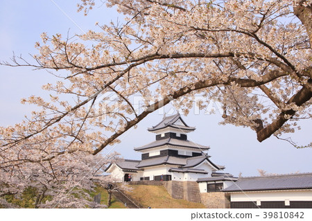 Fukushima · Shirakawa Komine Castle and cherry blossoms 39810842