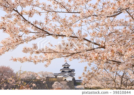 Fukushima · Shirakawa Komine Castle and cherry blossoms 39810844