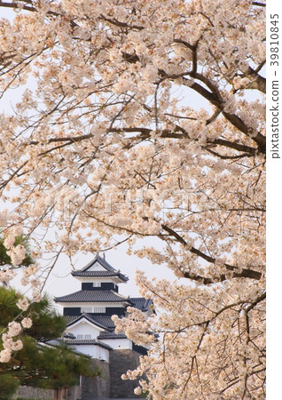 Fukushima · Shirakawa Komine Castle and cherry blossoms 39810845