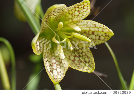 貝母媽媽（白墨）彙編百合（Amitaga百合） 39810929