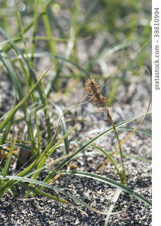 Fleshy anthraca 39810994