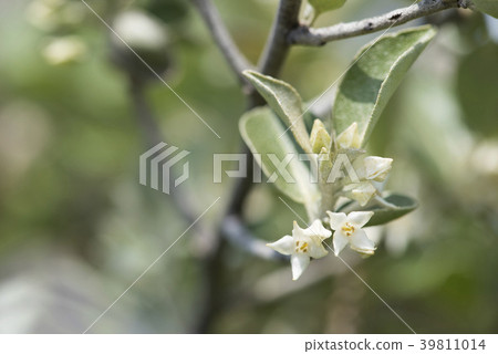 Maruba Akigumi 39811014