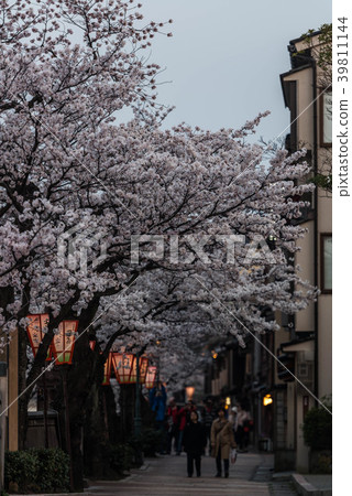 Master plan town of cherry blossoms in full bloom Master plan town of cherry blossoms in full bloom 39811144