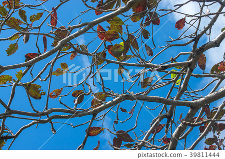 New leaves on branch. 39811444