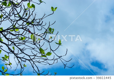 New leaves on branch. 39811445