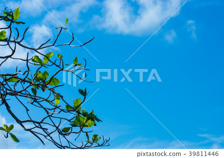 New leaves on branch. 39811446