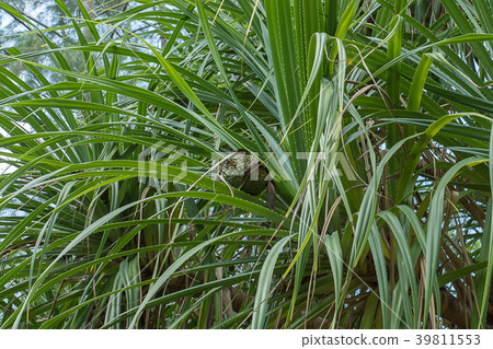 Green leaves of Seashore screwpine tree. Green leaves of Seashore screwpine tree. 39811553