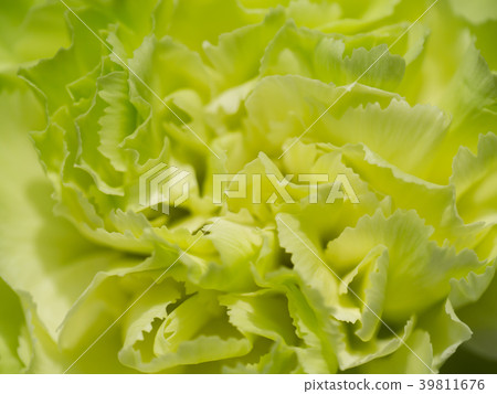 Close up of Carnation 39811676