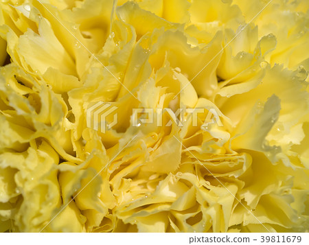 Close up of Carnation 39811679