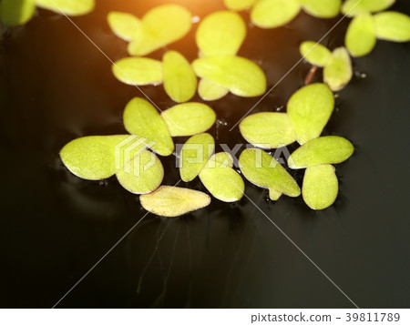 Close up of Lesser Duckweed leaves 39811789