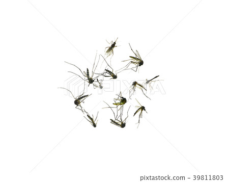 Mosquitoes are dying on the ground. Mosquitoes are dying on the ground. 39811803