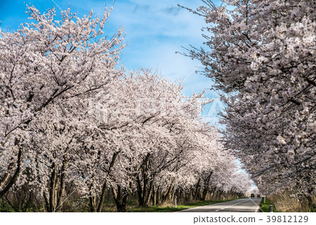 Hekitagata cherry blossom trees in full bloom Hekitagata cherry blossom trees in full bloom 39812129