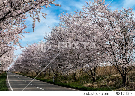 Hekitagata cherry blossom trees in full bloom Hekitagata cherry blossom trees in full bloom 39812130