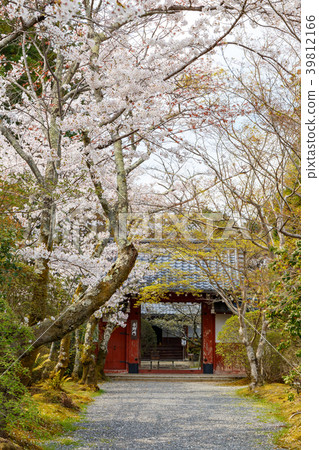 Josho-ji和櫻花 39812166