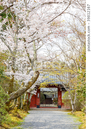 Josho-ji和櫻花 39812167
