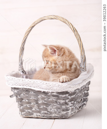 Sweet Scottish cream color kitty siting in a Sweet Scottish cream color kitty siting in a 39812263