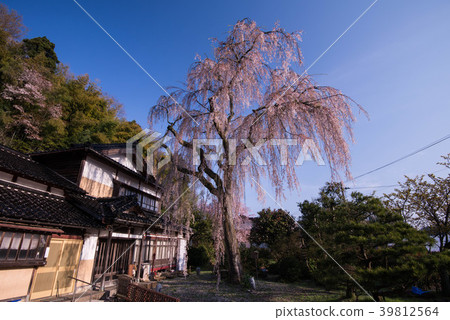Kitami weeping cherry blossoms in full bloom Kitami weeping cherry blossoms in full bloom 39812564