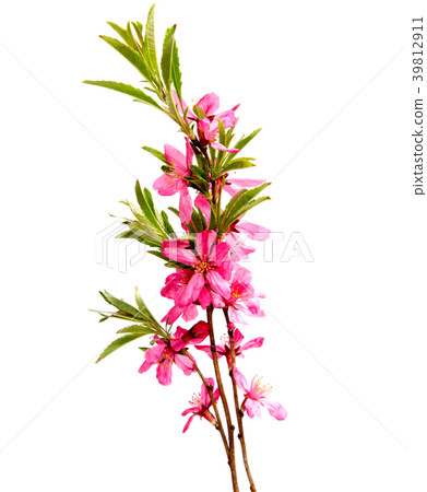 Pink peach flower isolated on white background 39812911