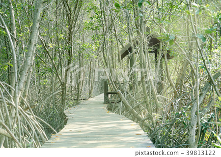 Wooden walkway with pavilion in mangrove forest. Wooden walkway with pavilion in mangrove forest. 39813122