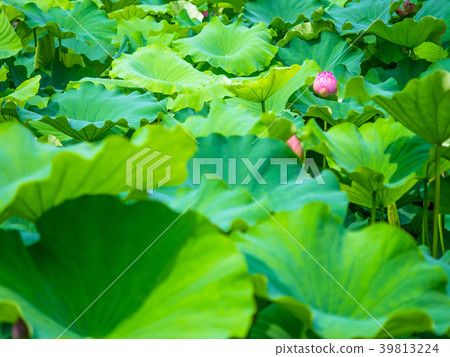 蓮花 39813224