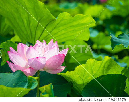蓮花 蓮花 39813379