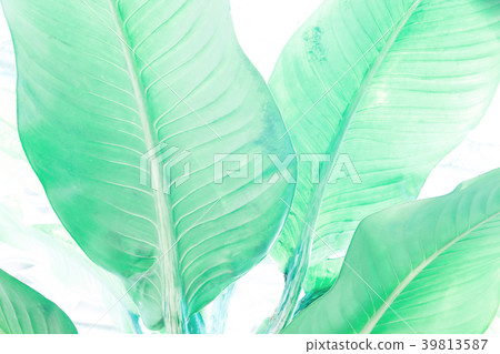 Green leaves texture and pattern for background Green leaves texture and pattern for background 39813587