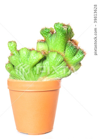 Close up beautiful cactus in potted plant Close up beautiful cactus in potted plant 39813628