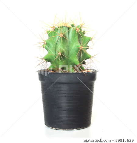 Cactus plant on white background Cactus plant on white background 39813629