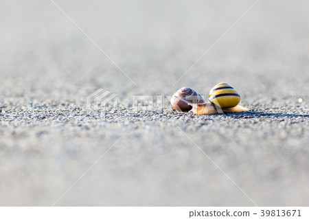 snail on the asphalt snail on the asphalt 39813671