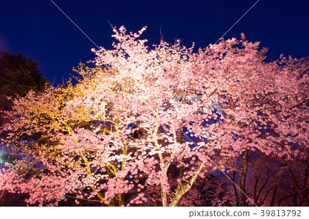 Satomi公園的夜櫻花 39813792