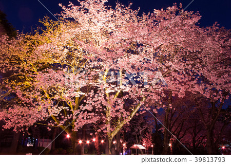 Satomi公園的夜櫻花 Satomi公園的夜櫻花 39813793