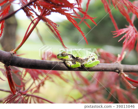 Tree frog resting in the shade of a leaf of a maple Tree frog resting in the shade of a leaf of a maple 39813846